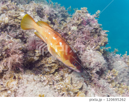 大きく美しいアカハタ（ハタ科）。 静岡県伊豆半島賀茂郡南伊豆町中木ヒリゾ浜2024年 120695262