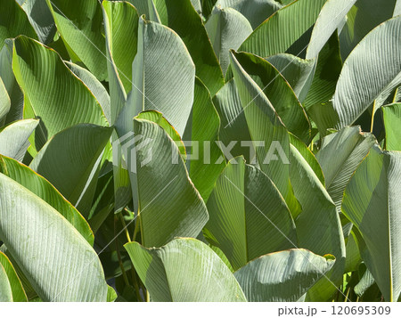 Cigar plant or Calathea lutea with sunlight in the garden 120695309