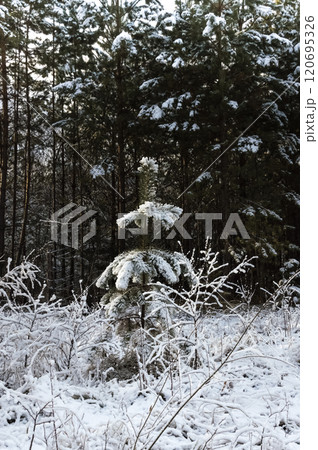 Winter forest landscape. Small snow-covered pine tree. Vertical photo. Winter forest landscape. Small snow-covered pine tree. Vertical photo. 120695326
