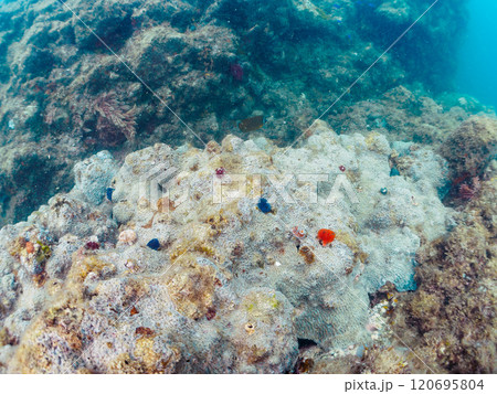 サンゴに寄生する、花のように美しいイバラカンザシ こう見えてゴカイの仲間の虫のエラである ヒリゾ浜 120695804