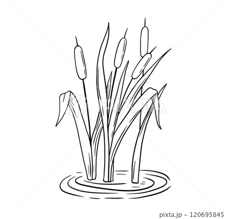 Outline river reed in water, wetland cattail, lake grass, hand drawn isolated illustration 120695845