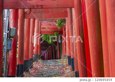 秋の高野山　清高稲荷神社　参道 120695854