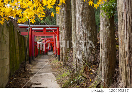 秋の高野山　清高稲荷神社　参道 120695857