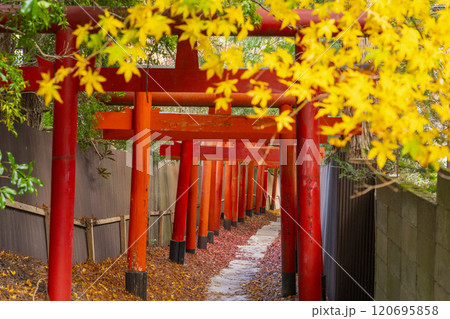 秋の高野山 清高稲荷神社 参道 秋の高野山 清高稲荷神社 参道 120695858