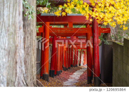 秋の高野山　清高稲荷神社　朱鳥居 120695864