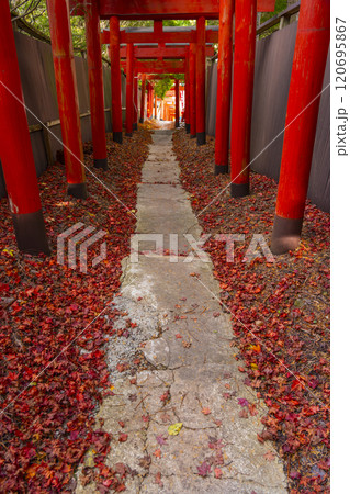 秋の高野山　清高稲荷神社　朱鳥居 120695867