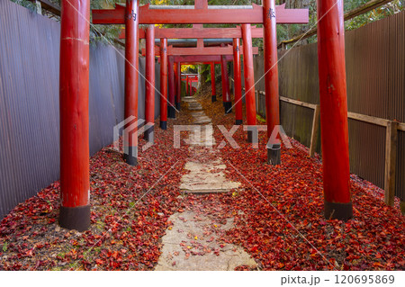 秋の高野山 清高稲荷神社 朱鳥居 秋の高野山 清高稲荷神社 朱鳥居 120695869