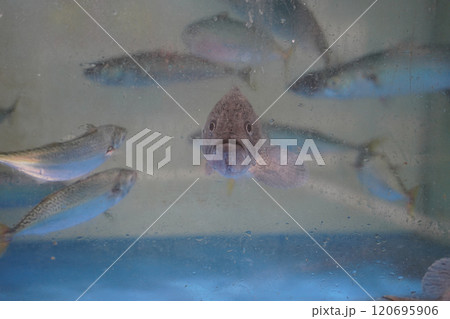 Close up of a fish in the water tank at the aquarium. 120695906