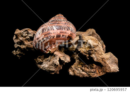 Turbo petholatus sea shell on Driftwood 120695957