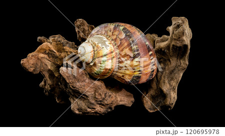 Turbo petholatus sea shell on Driftwood 120695978