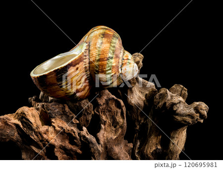 Turbo petholatus sea shell on Driftwood 120695981