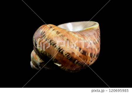 Close-Up of Turbo petholatus Shell on Black background Close-Up of Turbo petholatus Shell on Black background 120695985