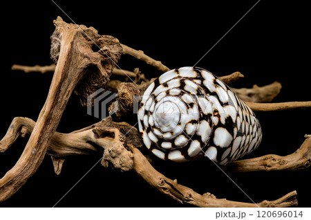 Conus Marmoreus Shell on Driftwood 120696014