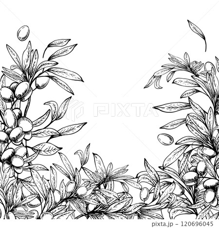Olive tree branch with leaves and berries fruit square template. Black and white hand drawn line art vector illustration. Clipart for food menu, card, product label, banner. Isolated from background 120696045