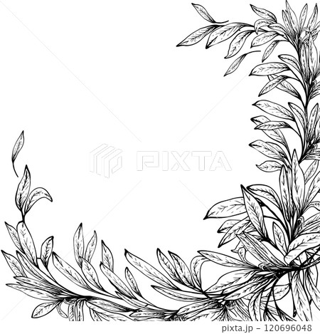 Olive tree branch, no fruit with leaves. Black ink hand drawn vector illustration. Frame, card. Fruitless rosemary, bay leaf clipart for food, product label template. Isolated line art from background Olive tree branch, no fruit with leaves. Black ink hand drawn vector illustration. Frame, card. Fruitless rosemary, bay leaf clipart for food, product label template. Isolated line art from background 120696048