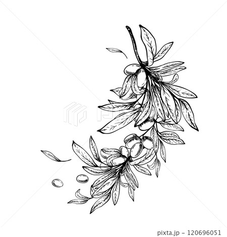 Olive tree branch with leaves and berries fruit arrangement. Black ink line art hand drawn vector illustration. Botanical clipart for food menu, greeting card, label, cosmetic. Isolate from background Olive tree branch with leaves and berries fruit arrangement. Black ink line art hand drawn vector illustration. Botanical clipart for food menu, greeting card, label, cosmetic. Isolate from background 120696051