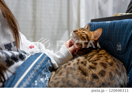 甘える猫 120696311