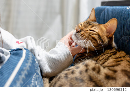 甘える猫 120696312