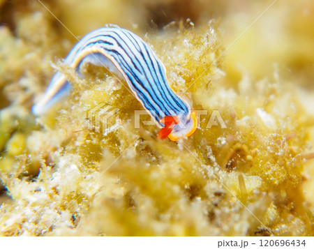 美しいオトメウミウシ(タテジマウミウシ科)。 静岡県伊豆半島賀茂郡南伊豆町中木ヒリゾ浜2024年 美しいオトメウミウシ(タテジマウミウシ科)。 静岡県伊豆半島賀茂郡南伊豆町中木ヒリゾ浜2024年 120696434