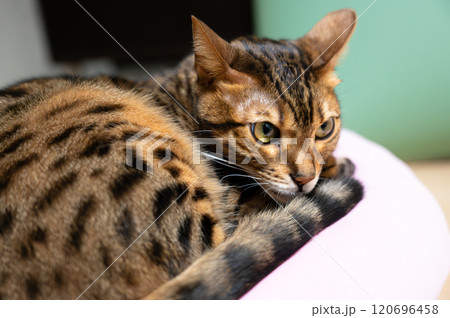 部屋で寛ぐ猫 部屋で寛ぐ猫 120696458