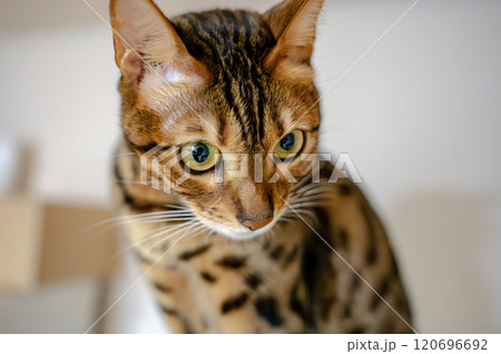 無邪気な猫 無邪気な猫 120696692