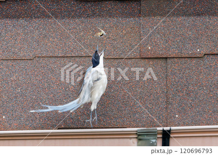 大きな蛾を狙ってホバリングして飛ぶ美しいオナガ(カラス科) 神奈川県川崎市-2024年 大きな蛾を狙ってホバリングして飛ぶ美しいオナガ(カラス科) 神奈川県川崎市-2024年 120696793