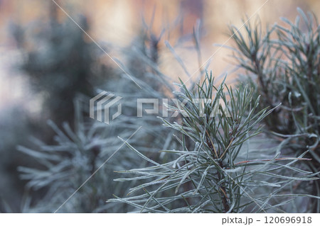 Frosty Spruce Branches. Outdoor frost scene. Snow winter background. Nature forest light landscape. Beautiful tree and sunrise sky. Sunny, snowy, scenic, snowfall. 120696918