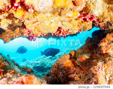 水中洞窟の美しいアオブダイ、ニザダイ、メジナ、ハコフグ他群れ 伊豆半島賀茂郡南伊豆町中木ヒリゾ浜 120697048