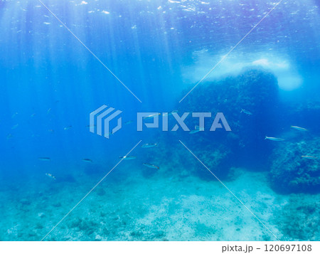 迫力あるタイワンカマス(カマス科)他の群れ。静岡県伊豆半島賀茂郡南伊豆町中木ヒリゾ浜2024年 迫力あるタイワンカマス(カマス科)他の群れ。静岡県伊豆半島賀茂郡南伊豆町中木ヒリゾ浜2024年 120697108