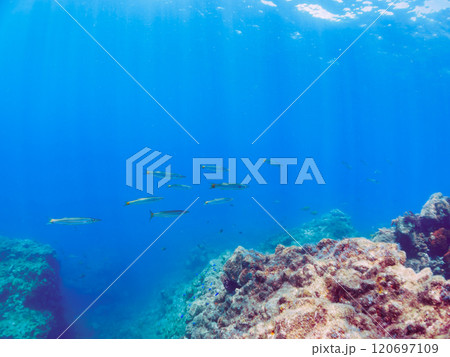 迫力あるタイワンカマス（カマス科）他の群れ。静岡県伊豆半島賀茂郡南伊豆町中木ヒリゾ浜2024年 120697109