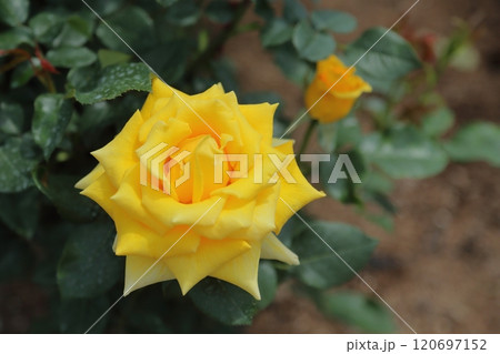 荒尾市　おもやい市民花壇　バラの花、 120697152