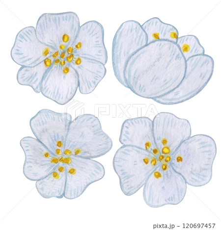 Tea flowers with white blooms and buds. Hand-drawn watercolor set isolated on white background. Wonderful collection of delicate blossom. Ideal for spring and summer prints and botanical designs 120697457