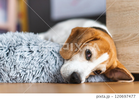 Senior Beagle dog resting on a dog bed Senior Beagle dog resting on a dog bed 120697477