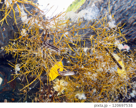 流れ藻を住処にする可愛いニジギンポ(イソギンポ科)他の幼魚の群れ 伊豆半島賀茂郡南伊豆町中木ヒリゾ浜 流れ藻を住処にする可愛いニジギンポ(イソギンポ科)他の幼魚の群れ 伊豆半島賀茂郡南伊豆町中木ヒリゾ浜 120697538