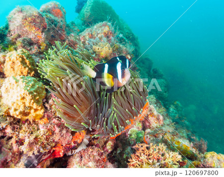 美しいイソギンチャク畑の可愛いクマノミ（クマノミ亜科）のペア他。賀茂郡南伊豆町中木ヒリゾ浜-2024 120697800