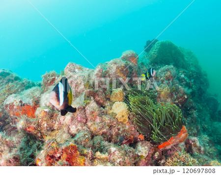 美しいイソギンチャク畑の可愛いクマノミ（クマノミ亜科）のペア他。賀茂郡南伊豆町中木ヒリゾ浜-2024 120697808