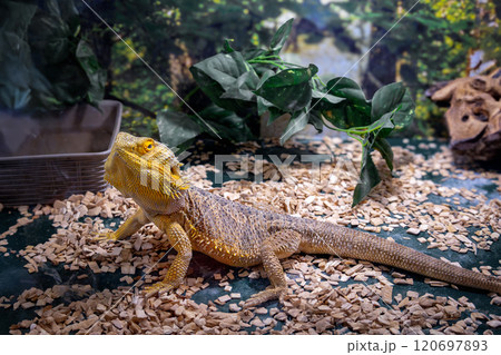 Close up colorful bearded dragon lizard in lush terrarium with greenery. 120697893