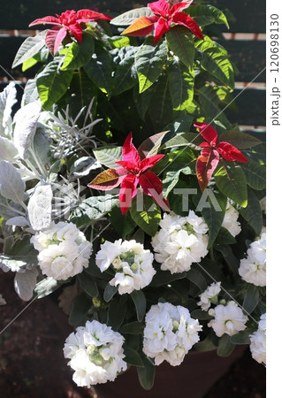 ポインセチアとストックの寄せ植え ポインセチアとストックの寄せ植え 120698130
