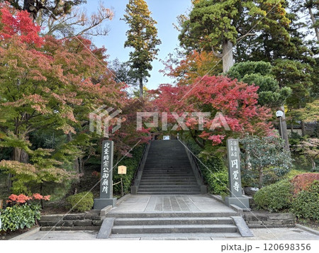 紅葉の見ごろな円覚寺 紅葉の見ごろな円覚寺 120698356