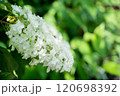 白い紫陽花 120698392