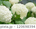 白い紫陽花 120698394