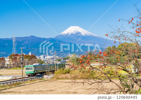 【静岡県】残り柿ある田園地帯を走る伊豆箱根鉄道電車、後方に富士山 【静岡県】残り柿ある田園地帯を走る伊豆箱根鉄道電車、後方に富士山 120698495