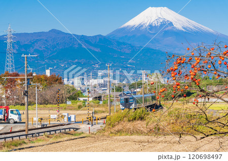 【静岡県】残り柿ある田園地帯を走る伊豆箱根鉄道電車、後方に富士山 120698497