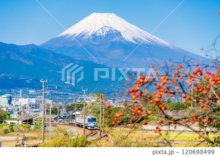 【静岡県】残り柿ある田園地帯を走る伊豆箱根鉄道電車、後方に富士山 120698499