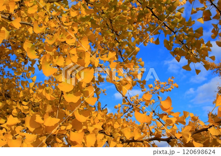 秋の河口湖周辺 120698624