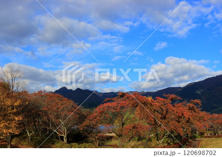 秋の河口湖周辺 120698702