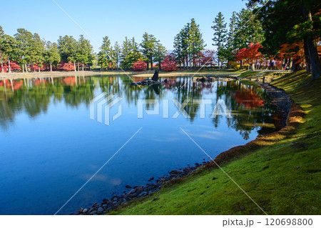 毛越寺美しく紅葉した浄土庭園　大泉が池　岩手県 120698800