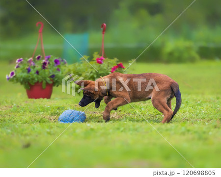 Malinois puppy running on the grass in the park to the blue toy. Selective focus. 120698805