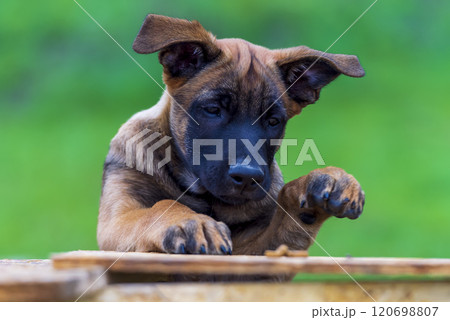 Cute puppy of belgian shepherd malinois on green background. Cute puppy of belgian shepherd malinois on green background. 120698807