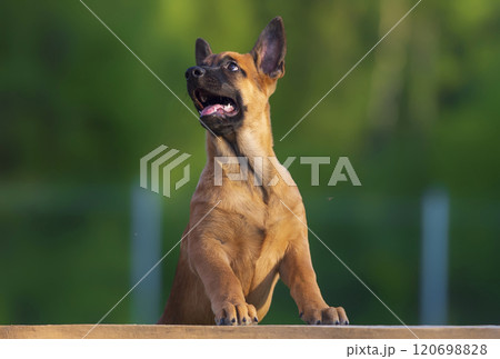 Portrait of a belgian shepherd puppy staying on a wooden board 120698828